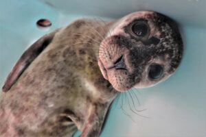 seal rescue ireland