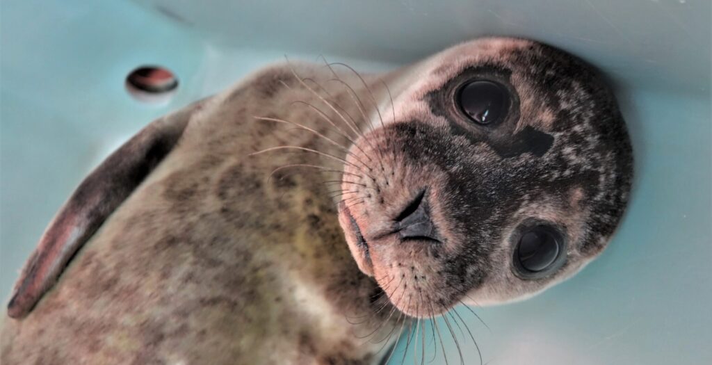 seal rescue ireland