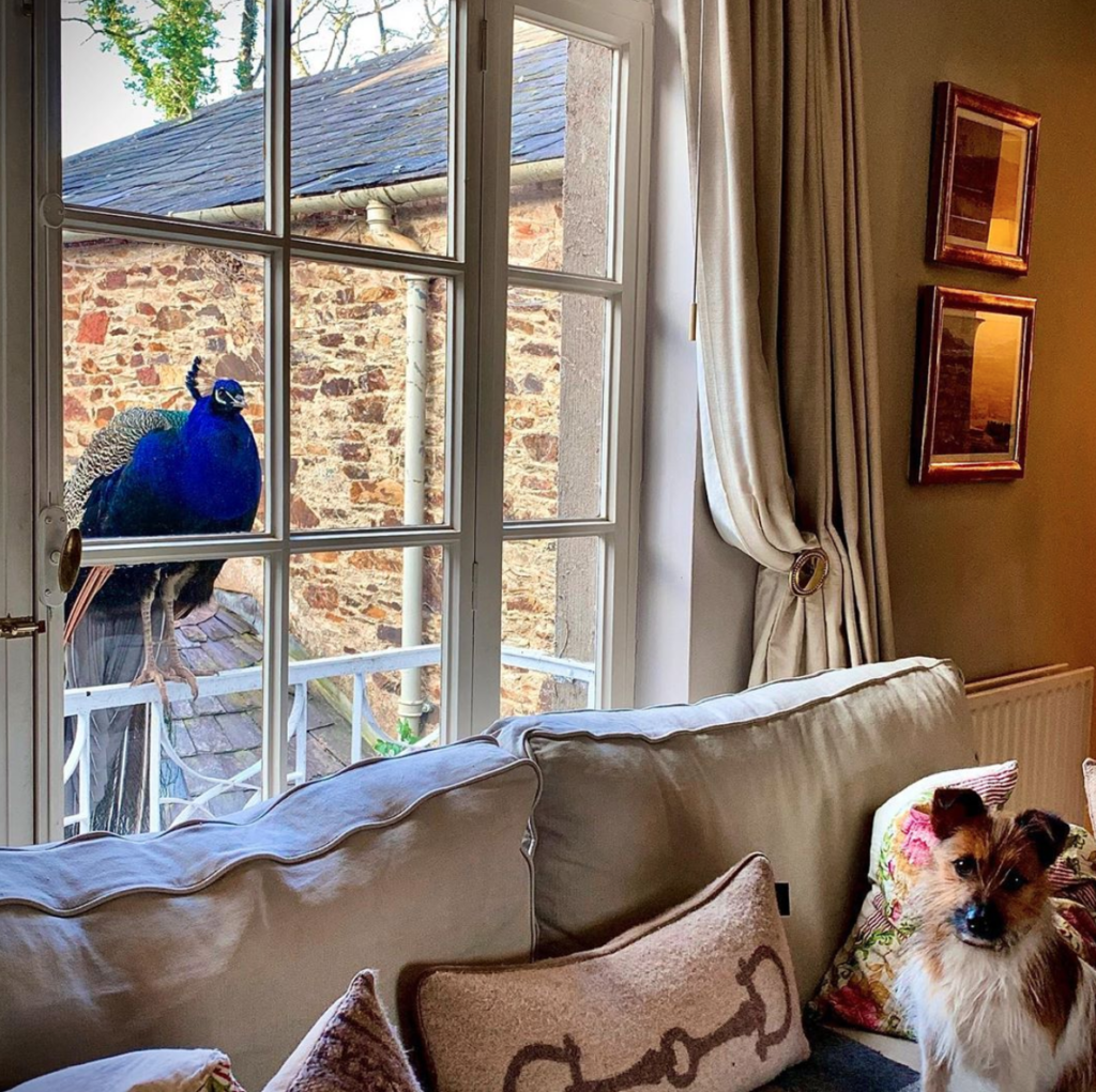 Pet Friendly Getaways in Wexford Visit Wexford