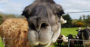 llama at Blackwater Open Farm