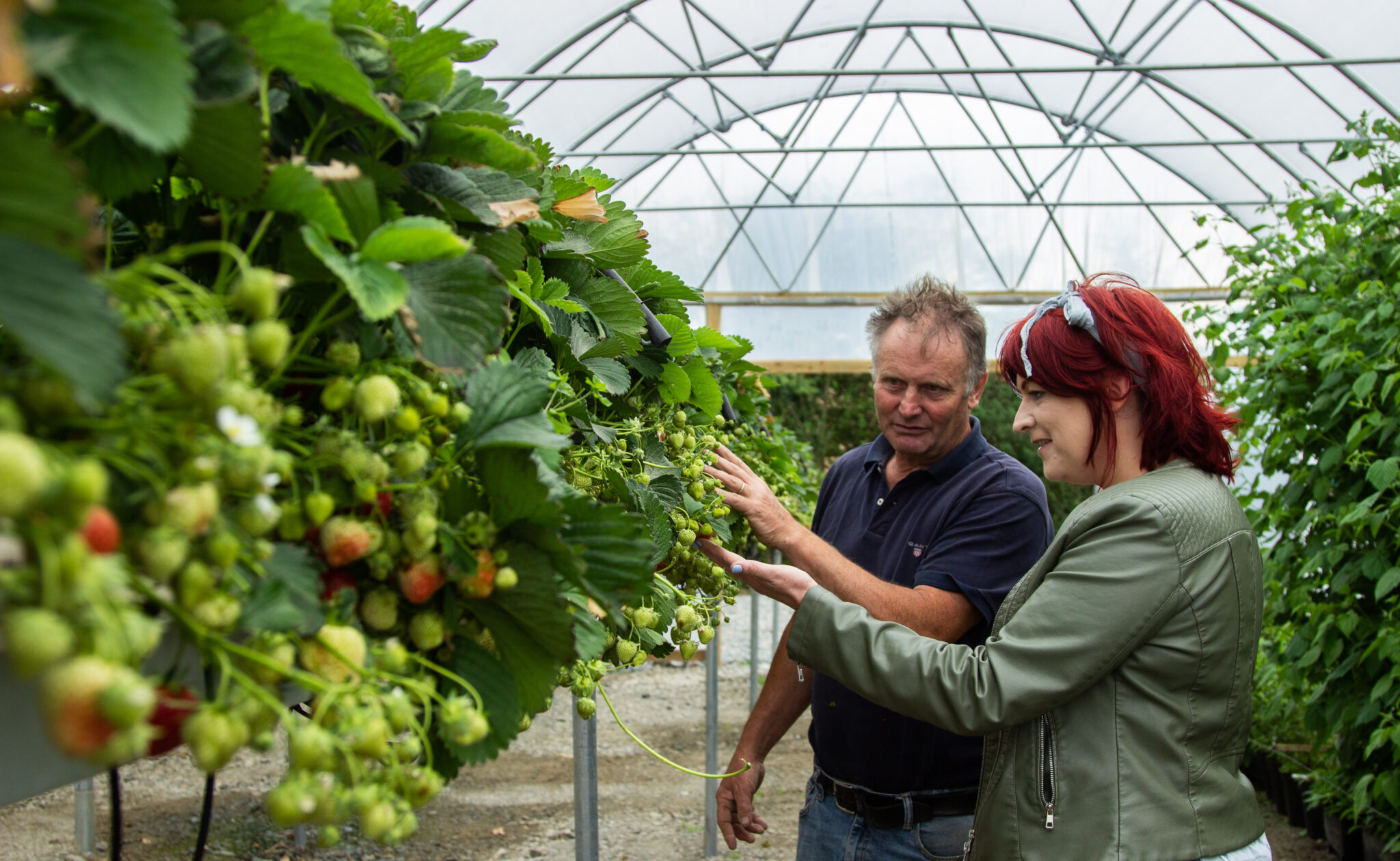 All About Wexford Strawberries Visit Wexford