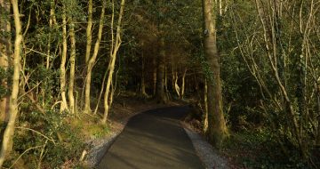 Ramsfort_wood_walking_trail