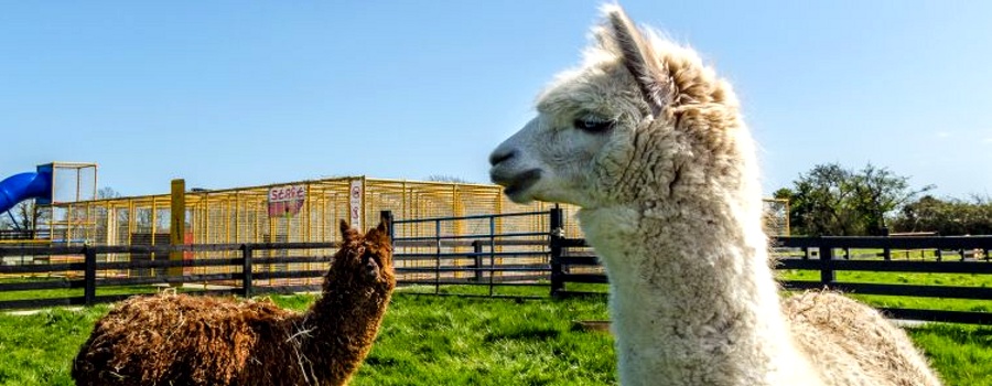 kia ora mini farm