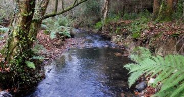 River in Woodland at Kilanerin