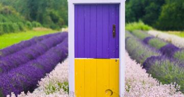 Visit Wexford - Wexford Lavender Farm - Unique Experiences in Wexford