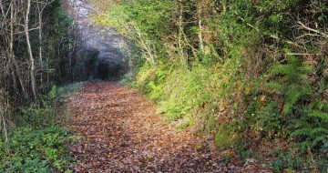 Kilanerin_Curragh_Woods_wexford_Walking_trail