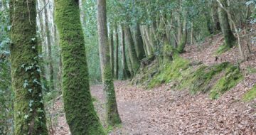 kellys_wood_wexford_walking_trail