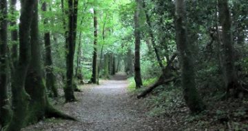 kellys-wood-walking-trail