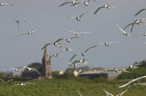 Wexford Wildfowl Reserve