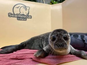 Seal Rescue Ireland