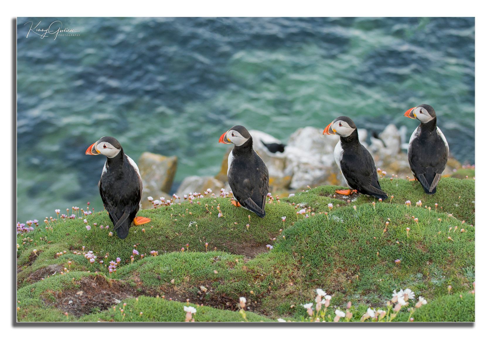 Puffins en las Saltee Islands