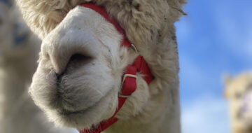 alpaca lodge visit wexford