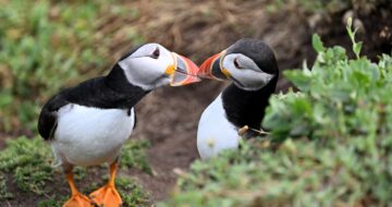 Image of two puffins on the Saltee Islands in Wexford