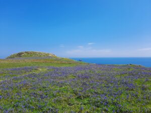 Lavender on the Great Saltee Island in Wexford