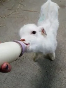 A baby goat been fed a bottle of milk 